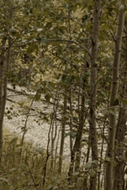 El asesinato de Jesse James por el cobarde Robert Ford 2007 1080p BRrip Latino – Inglés