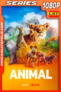 Animal (2021) Temporada 1 1080p WEB-DL Latino