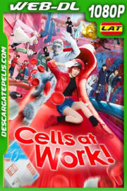 Cells at Work! (2024) 1080p WEB-DL Latino