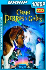 Como perros y gatos (2001) 1080p BRRip Latino – Ingles