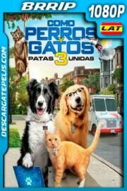 Como perros y gatos 3 Patas Unidas (2020) 1080p BRRip Latino