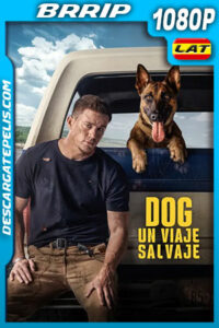 Dog: Un viaje salvaje (2022) 1080p BRRip Latino