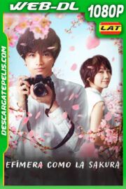 Efímera como la sakura (2022) 1080p WEB-DL Latino