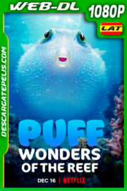 Globo y las maravillas del arrecife (2021) 1080p WEB-DL Latino