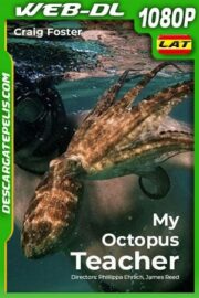 Mi maestro el pulpo (2020) 1080p WEB-DL Latino – Ingles