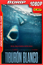 Tiburón blanco (2021) 1080p BDrip Latino