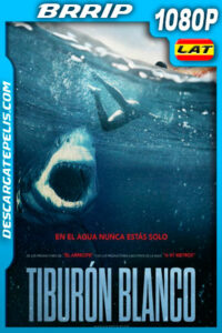 Tiburón blanco (2021) 1080p BRrip Latino